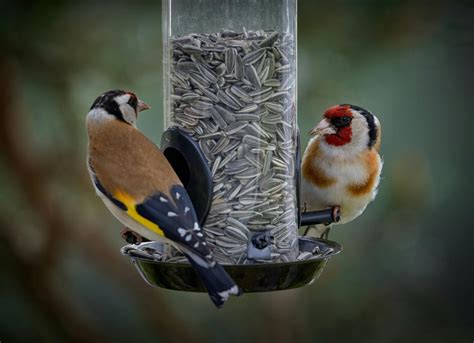 Best Smart Bird Feeders