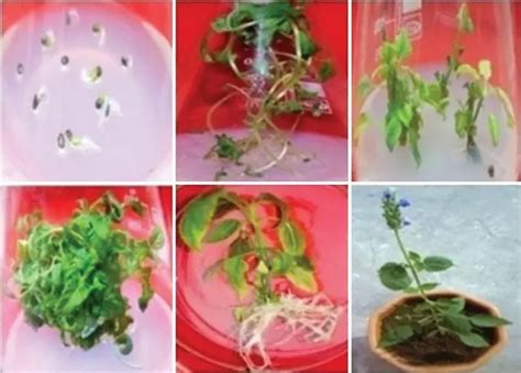 In vitro propagation of chia (Salvia hispanica L.) and assessment of ...