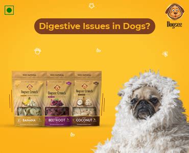 10 Ways to Improve Your Dog's Digestion | Dogsee