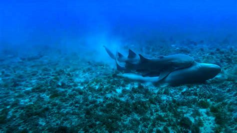 4 Unique Ways Sharks Reproduce – sharksinfo.com