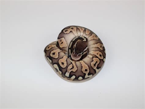 Image result for Pastel Red Stripe Ball Python