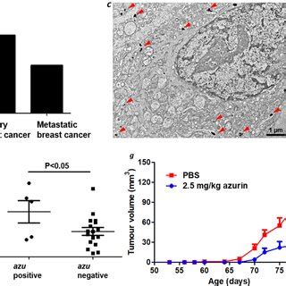 Image result for Azu Protein
