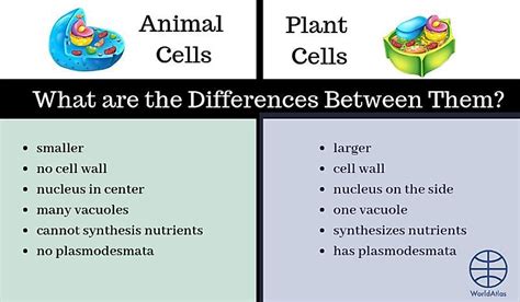 Give a comparison of plants cell and animal cell on their cell wall ...