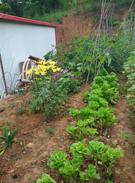 农家小院能否种蔬菜,农村小院怎样规划种菜,农村院子种的瓜果蔬菜_大山谷图库