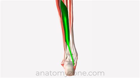 Flexor Hallucis Longus Insertion