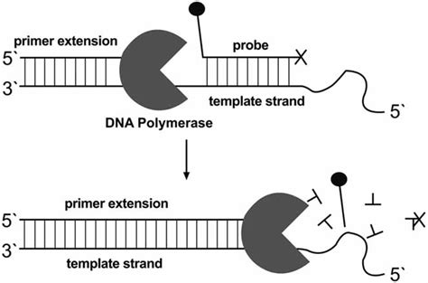 Image result for TaqMan Assay Signal Image Graph