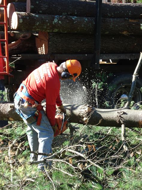 Tree Removal Services Marshfield MA | Stump Grinding | Tree Care Plymouth