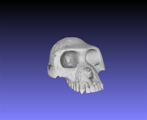 Image result for Ardipithecus Ramidus Fossils