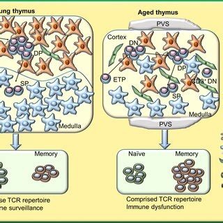 Image result for What Is Thymic Involution