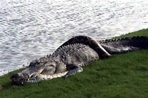 Image result for Alligator vs Python Nat Geo Wild