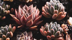 Succulents wallpapers hd, desktop backgrounds, images and pictures