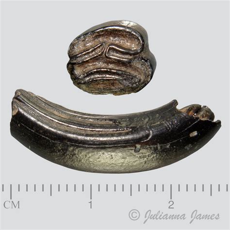 Image result for Sweet Tooth Castor