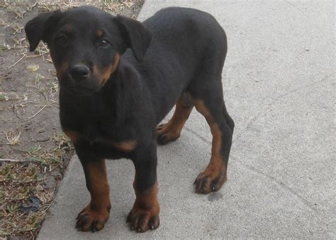 Rottweiler En Dobermann Mix Rottweiler Doberman Mix Your Guide To