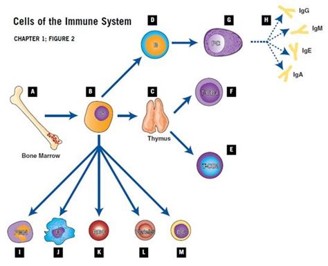 4 categories of immune system disorders