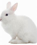 Image result for Cute Bunny PNG