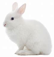 Image result for Cute White Bunny Right Side View