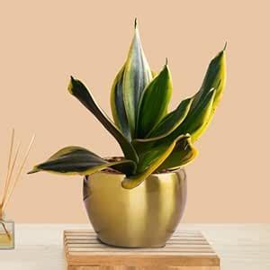 Greenkin Snake Plant with Golden Metal Pot | Golden Sansevieria ...