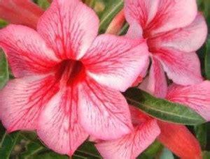 VibeX ® XLR-573 Single Layer Flower Adenium Obesum Seed Price in India ...