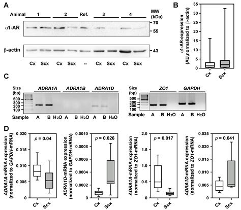 Redistribution of Cerebral Blood Flow during Severe Hypovolemia and ...