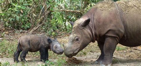 ‘There still could be a couple of Sumatran rhinos in Myanmar’
