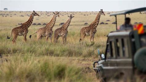 Wildlife photography: Tips for stunning safari shots