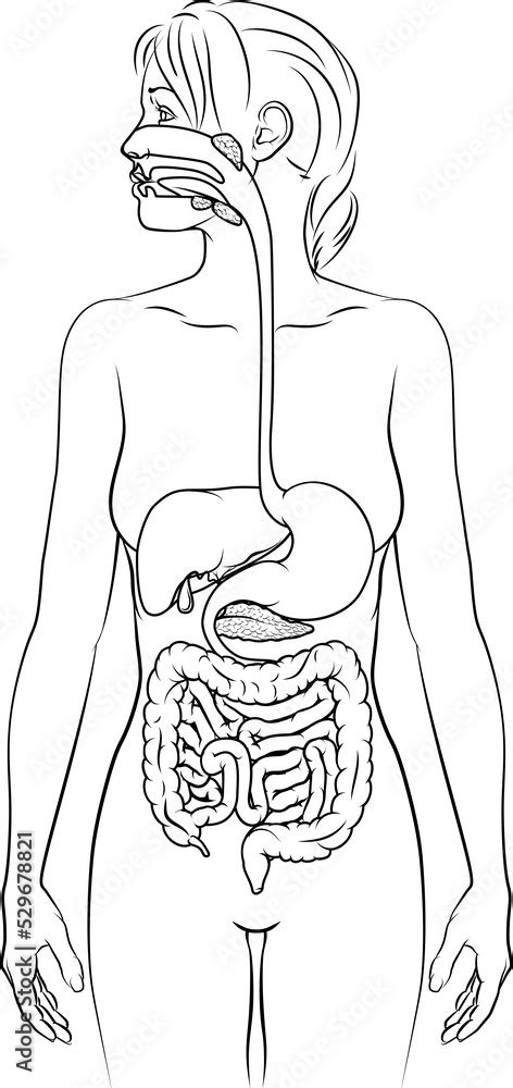 Digestive System Woman 的图像结果