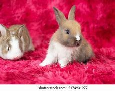 Image result for Big Eyes Rabbit Baby