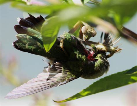 Praying mantises are terrifyingly good at eating birds | Animal ...