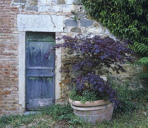 Can Japanese Maples Be Grown In Containers: How To Grow Japanese Maple ...