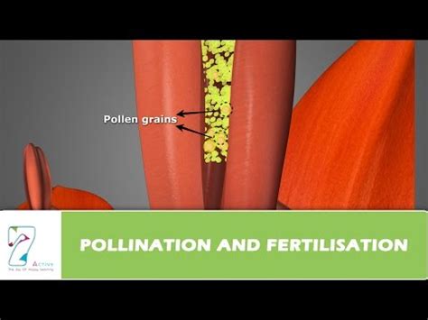 Process of Pollination and Fertilization in Flowering Plants Video ...