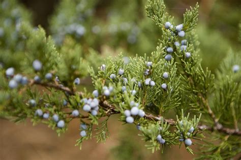 12 Species of Juniper Trees and Shrubs