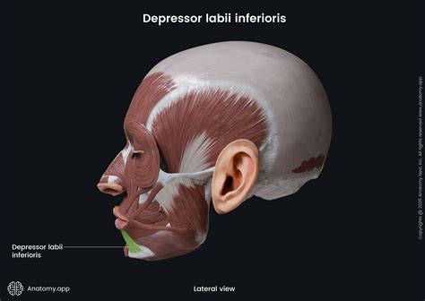 Depressor labii inferioris | Anatomy.app