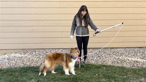 Flirt Pole Fun for Dogs - Whole Dog Journal