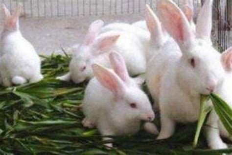 德系獭兔养殖,法系獭兔养殖,新美系獭兔销售-阿里巴巴