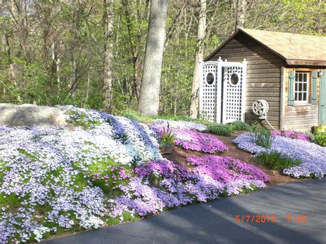 Beautiful Creeping Phlox Ground Cover Plants