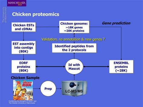 PPT - Bioinformatics Tools for Proteomics PowerPoint Presentation, free ...