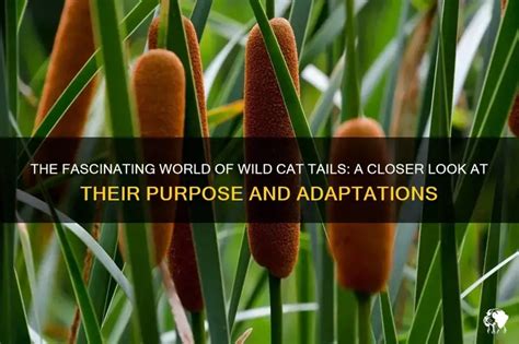 Image result for Wild Python Tail
