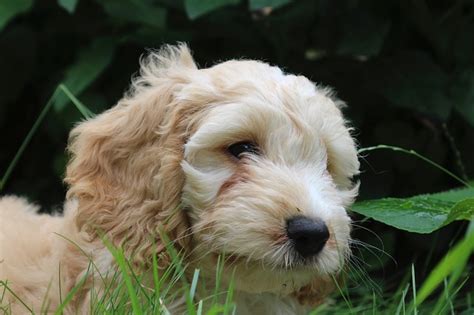 Image result for Cockapoo Hypoallergenic Dogs