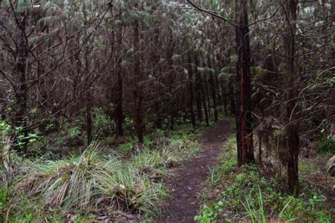 Meesapulimala Trek And Forest Camping - Munnar | Nature Walkers at ...