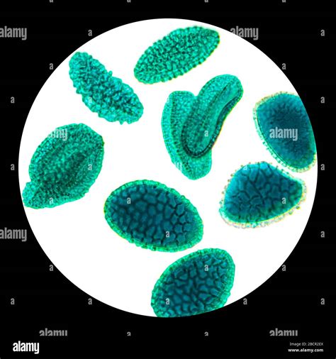 Pollen grains hi-res stock photography and images - Alamy