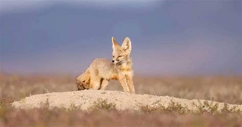 Foxes in Texas: Types and Where They Live - A-Z Animals