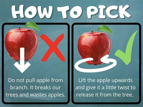 Complete Guide For How To Pick Apples | Apple Picking Maryland