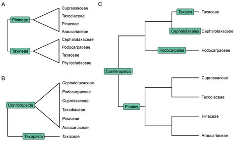 Gymnosperms Classification And Main Orders Botany Gymnosperms
