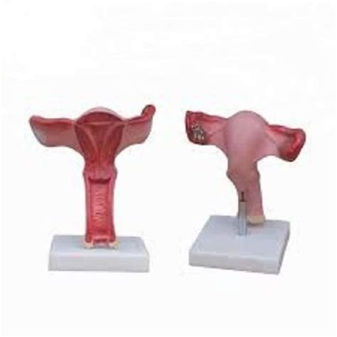 Human Anatomical Models - Advanced Internal and External Male Organs ...