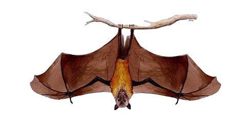 Indian Flying Foxes | Nature inFocus