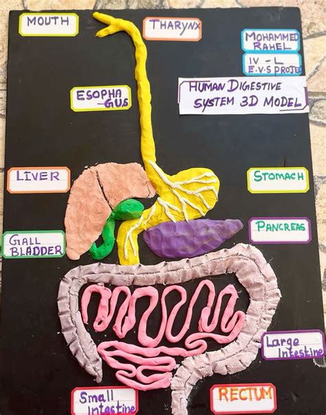DIY Digestive System Project 的图像结果