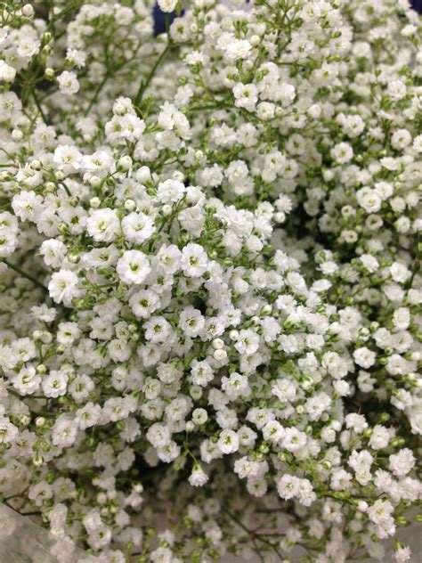 Baby's Breath: The Essential Flower for Florists