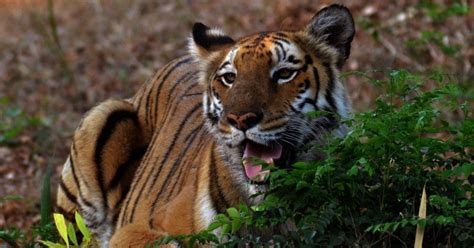 Having Tiger As National Animal Is Reason Behind Increase In Terrorism ...