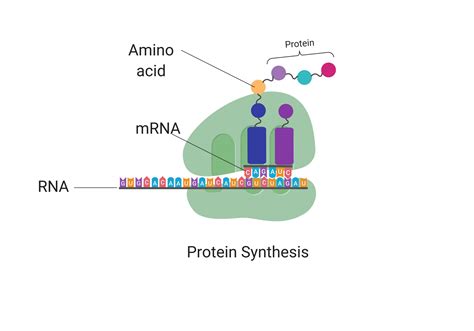 which organelle makes the proteins that are needed by the cell? a)cell ...