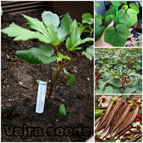 Okra Red Burgundy F1 Hybrid Vegetable Seeds (LADIES FINGER) 25 + Seeds ...